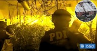 Comerciante de Meiggs era narco: arrendó un block entero para cultivar droga en Lo Espejo