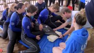 New study links toxic algae exposure in dolphins to Alzheimer's