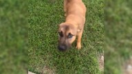 Sorrowful Pup Waited At Oklahoma Gas Station For Someone Who Never Returned And Then A Rescuer Stepped In