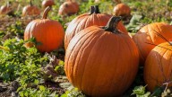 Fall Festival Celebration closes out West End Farmers Market season