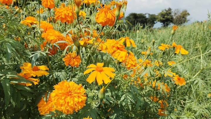 Productores de Rafael Delgado comienzan el corte de la flor de cempasúchil para la temporada de Todos Santos