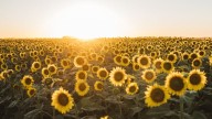Crece la proyección de siembra de girasol