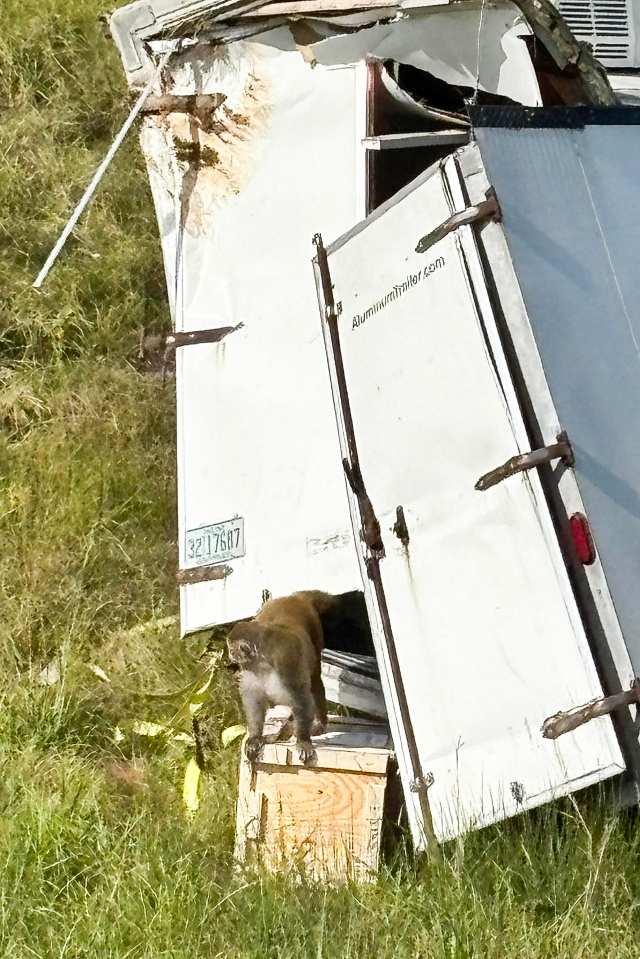 Mono de laboratorio escapa en Misisipi tras accidente de un camión en EE.UU.