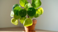 La planta que atrae la abundancia y prosperidad y es perfecta para plantarla en octubre en tu casa