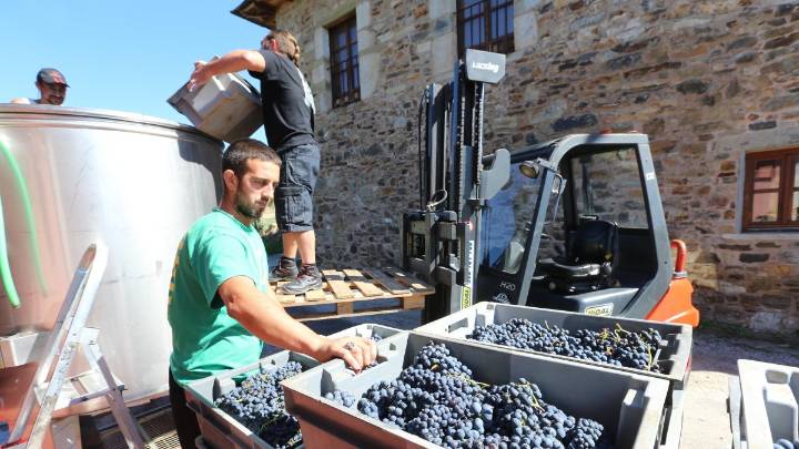 DO Bierzo cierra la vendimia con un 34% más de uva que el año pasado