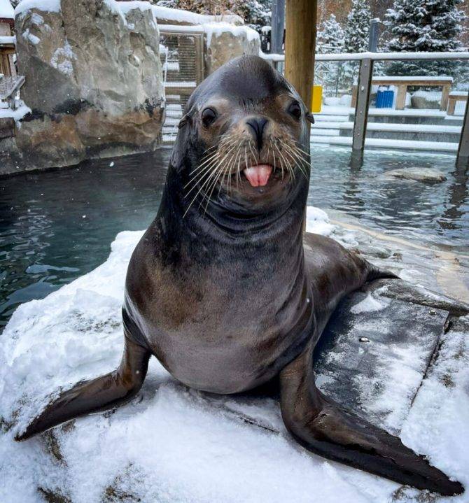 Hogle Zoo mourns loss of California sea lion, Diego