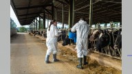 Girona se queda sin sus ferias de ganado por una enfermedad que golpea al sector bovino