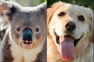 'As happy as Larry': Man walks into yard to see koala getting piggyback ride from pet golden retriever