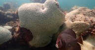 Coral reefs become first environmental system on Earth to pass climate "tipping point," report says