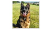 Woodmere’s first police K-9 officer to be honored in memorial ceremony