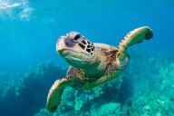 Green Sea Turtles No Longer Endangered as Global Population Bounces Back