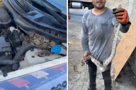 Video: Llevan camioneta al taller y encuentran serpiente en el motor