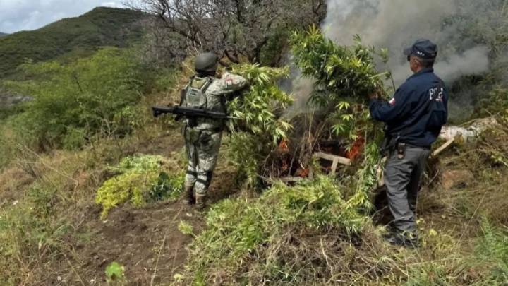 Destruyen cuatro plantíos de marihuana en Ocampo en menos de 48 horas