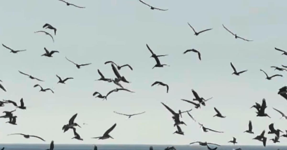 “Un mar de alas”: pelícanos invaden las playas de Rosarito