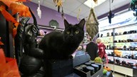 Prohibieron la adopción de gatos negros durante Halloween en una ciudad española, esta fue la explicación de las autoridades