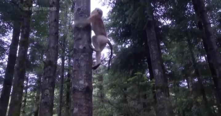 A once critically endangered monkey has seen a promising population rebound