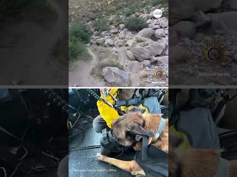 ‘Brave pup’ airlifted to safety after getting injured on hike
