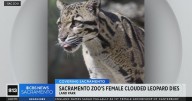 Sacramento Zoo's female clouded leopard euthanized after suffering serious injury to leg