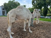Sorpresa en las calles de Huelva: dos camellos acaparan todas las miradas en la calle San Sebastián
