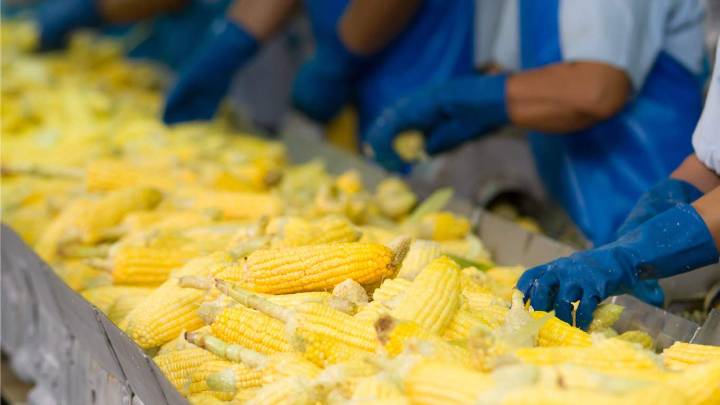 Federación instalará planta de harina de maíz en Puebla para eliminar intermediarios