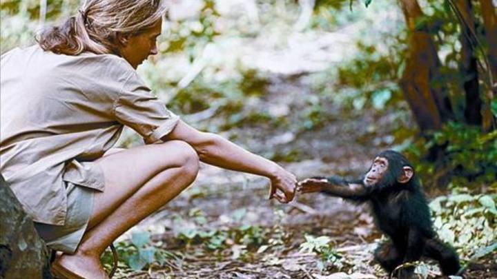 España impulsa la 'Ley Jane Goodall', una normativa pionera para reconocer derechos básicos a los grandes simios