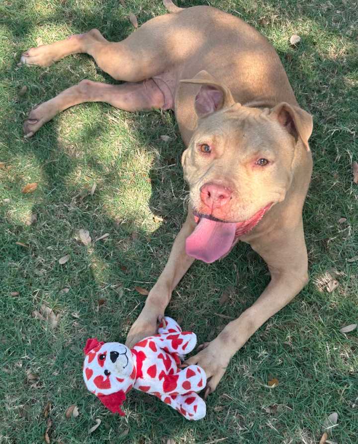 This week’s Galveston County Animal Resource Center Pets of the Week are Cinnamon and Pixie.