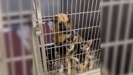 All Her Puppies Found Homes But No One Came For The California Mother Who Loved Them Most
