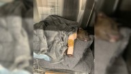 Texas Rescuers Are Astonished By Puppy’s Miraculous Healing After Severe Injury