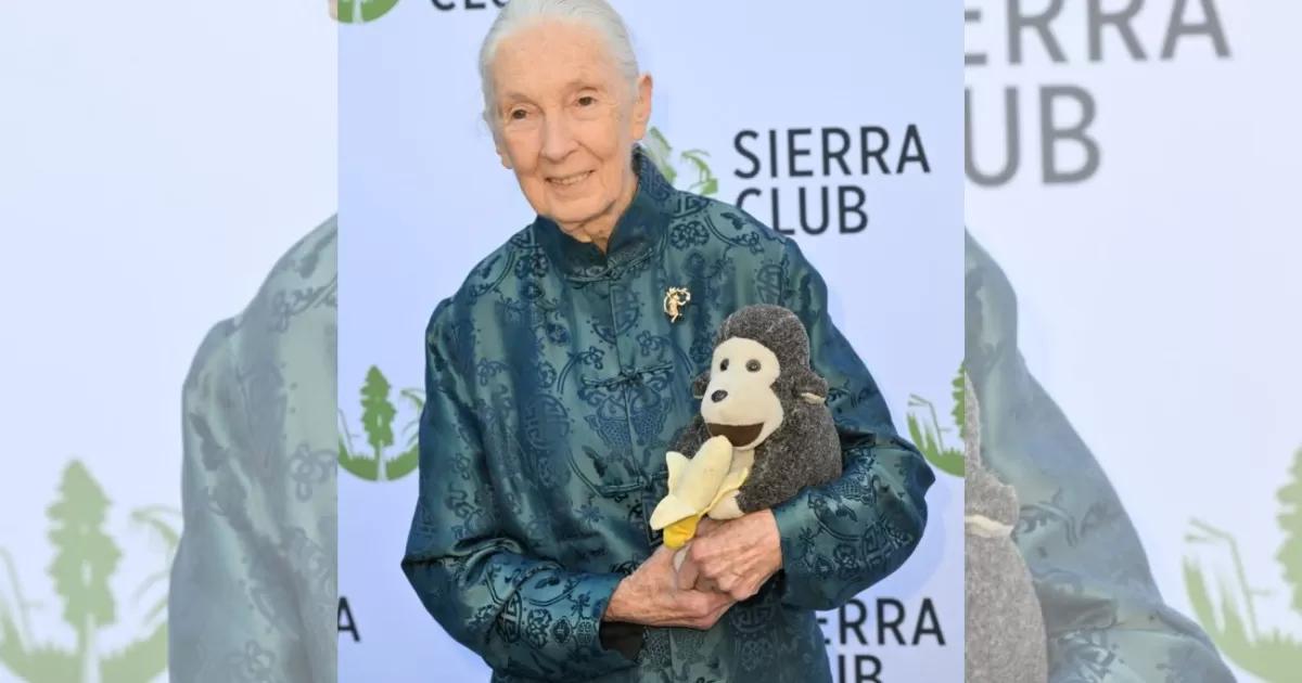 Falleció Jane Goodall a los 91 años, pionera mundial en el estudio y protección de los chimpancés