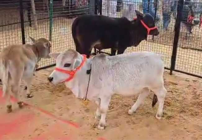 Rs 15-crore horse, Rs 23-crore buffalo steal spotlight at Rajasth...