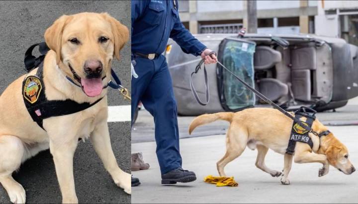 "Servicio destacado": celebran retiro de querido perro investigador de incendios en EE.UU.