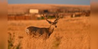 CPW offers refunds for upcoming hunting season as government shutdown continues