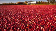 Wisconsin Cranberry growers expecting price drops due to Trump tariffs