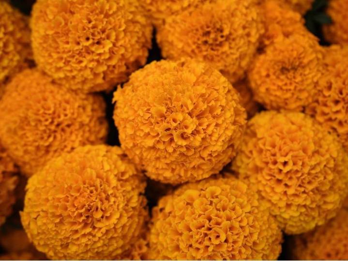 This orange flower cloaks Mexico during Day of the Dead