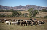 Wild horses cost the federal government $23 million
