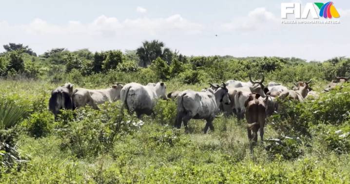 Corrupción al más alto nivel: familias afectadas por el robo de ganado en Tabasco
