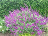 Why these purple perennials are preferred for garden planting