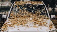 Why You Should Never Let Falling Leaves In Your Yard Stay Piled Up On Your Car