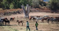 Wild horses held at Colorado prison complex cost $23 million over five years