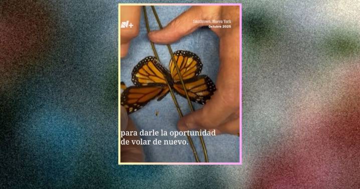 Rescatistas reconstruyen las alas de una mariposa y le devuelven la oportunidad de volar
