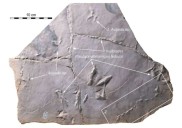 Los fósiles revelan el comportamiento intrigante de un ave acuática prehistórica
