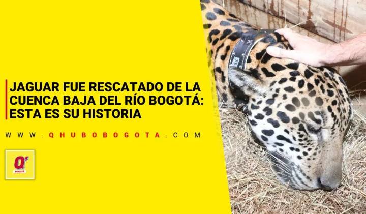 Jaguar fue rescatado de la cuenca baja del río Bogotá: esta es su historia