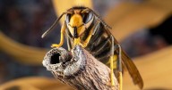 Killer Asian hornets rising at 'exponential' rate as experts warn of huge 'problem'