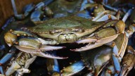 Pesca de cangrejo azul genera unos 25 mil empleos