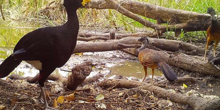 Uaxactún, la aldea guatemalteca que inspira al mundo con su defensa de la selva y la fauna