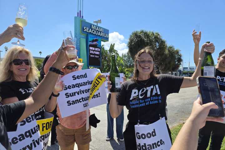 Ecologistas celebran el cierre del Seaquarium de Miami tras décadas de protestas