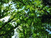 1,092 trees to be axed for Namma Metro Phase 3