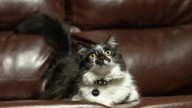 La nueva longevidad felina desde que los gatos pasaron de los tejados a los sofás