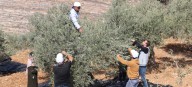 Aumentan los ataques contra agricultores palestinos durante la cosecha de aceitunas en Cisjordania