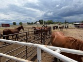 Man has 84 animal cruelty charges upgraded to felonies